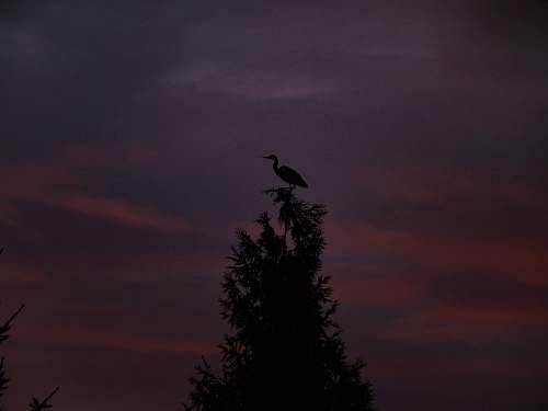 animal bird on the top of the tree bird