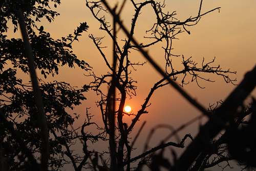 nature brown bare tree red sky