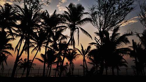nature coconut trees tree