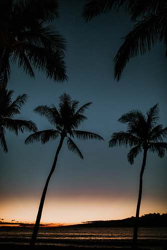 nature coconut trees silhouette tropical