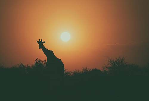 sunset giraffe beside tree during sunset giraffe