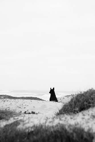 black-and-white grayscale photography of black animal grey