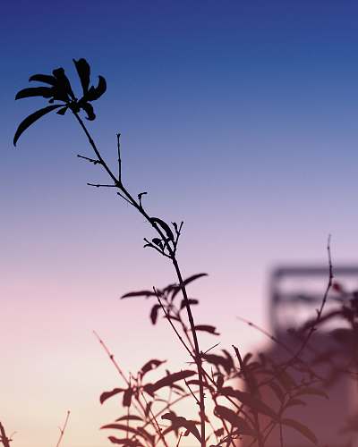 tree green leafed plant during daytime plant