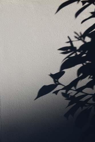 grey green plant animal