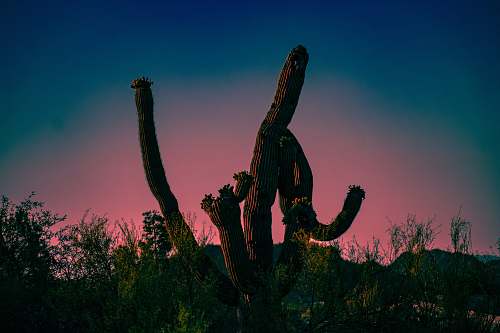 plant greyscale photography of cactus cactus