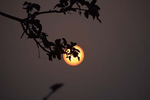 nature leaves overlooking moon outdoors