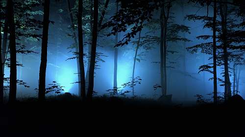 nature lined trees during nighttime outdoors