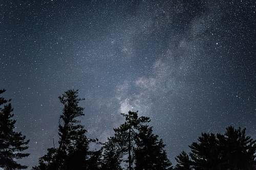 grey low angle of starry sky tree