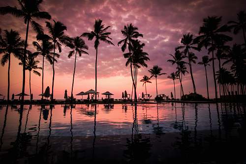 sunset low angle photo of coconut trees beside body of water tropical