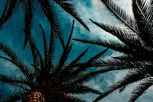 nature low angle photography of green palm trees during daytime outdoors