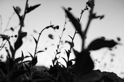 black-and-white low-angle photography of leafed-plants death valley