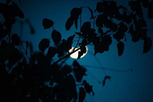 nature macro photography of silhouette of plants outdoors