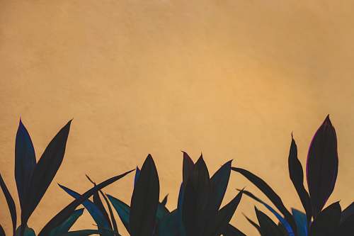 plant orange and black flower illustration leaf