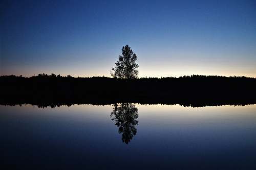 tree reflective photography of tree silhouette plant