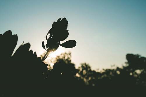 plant selective focus photography of black leafed plant california state university