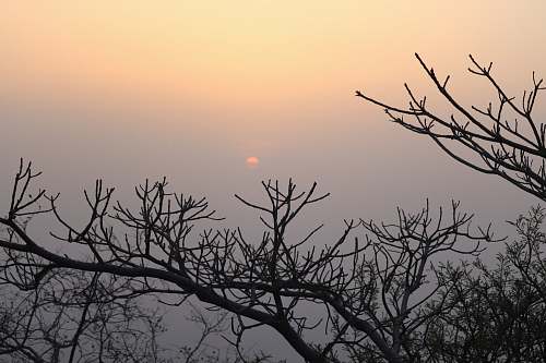 nature shallow focus photo of bare tree outdoors