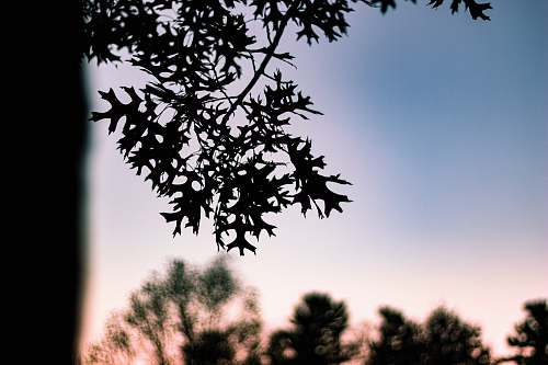 tree silhouette leafed tree plant