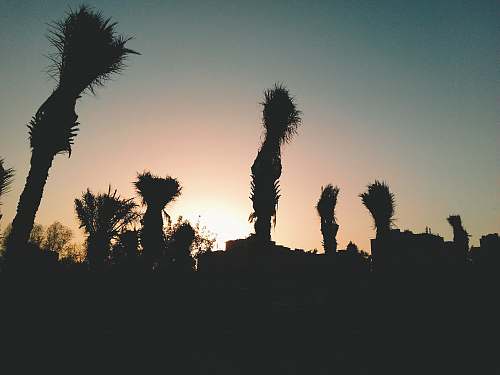 nature silhouette of a field at sunset outdoors
