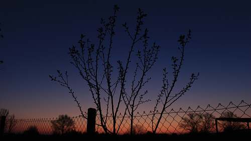 nature silhouette of a metal fence and trees at sunset outdoors