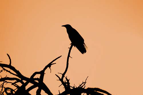 crow silhouette of bird bird