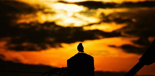 douala silhouette of bird during sunset cameroon