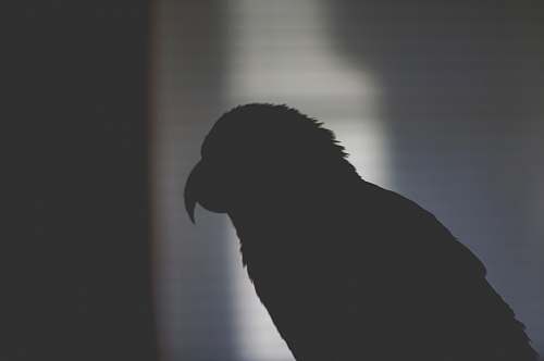 grey silhouette of bird bird