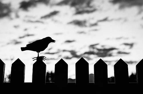 bird silhouette of bird on fence on focus photo black-and-white