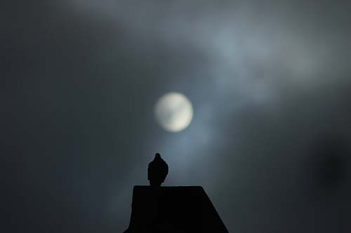 night silhouette of bird on roof during night moon