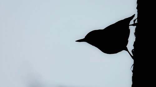 animal silhouette of bird painting bird