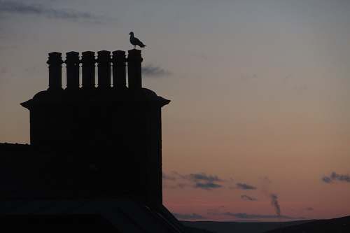 animal silhouette of bird perching on building bird