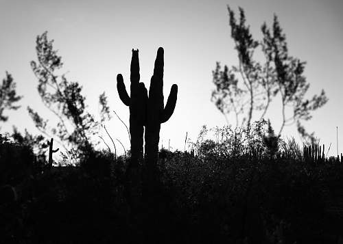 black-and-white silhouette of cacti plant