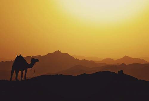 nature silhouette of camel egypt