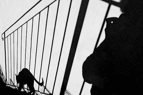 black-and-white silhouette of cat stepping on stairs banister