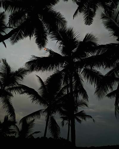 nature silhouette of coconut palm fronds at dusk black-and-white