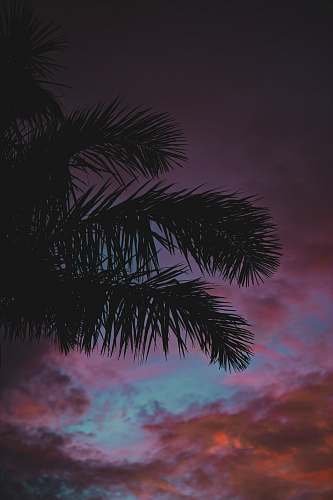 tree silhouette of coconut palm tree palm tree
