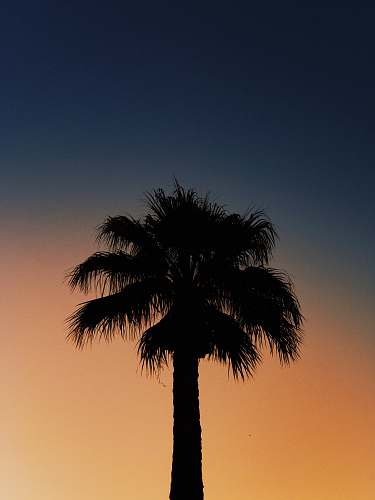 plant silhouette of date tree arecaceae
