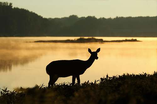 animal silhouette of deer near lake deer