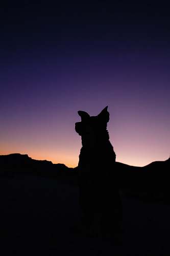 statue silhouette of dog during twilight sculpture
