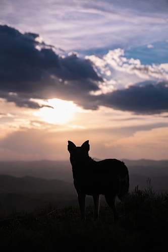nature silhouette of dog outdoors