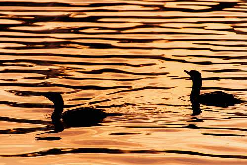 outdoors silhouette of ducks o body of water water