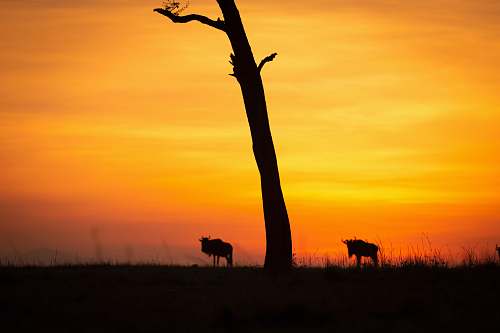 outdoors silhouette of four legged animal nature