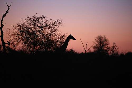 animal silhouette of giraffe and trees giraffe