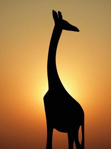 animal silhouette of giraffe new delhi