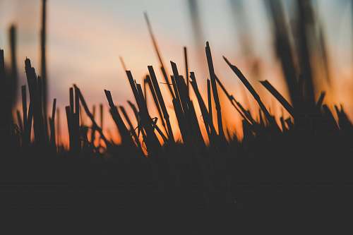 grass silhouette of grass during golden hour cut grass
