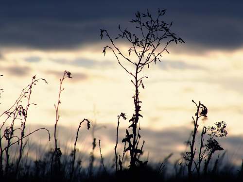 nature silhouette of grass grass