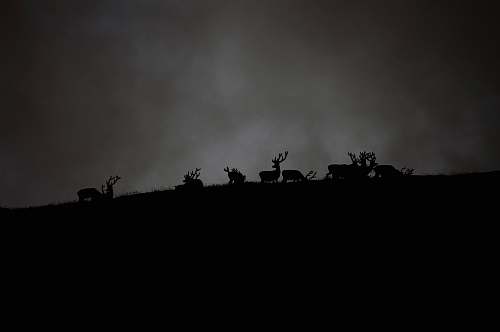 black-and-white silhouette of herd of deer under cloudy sky deer