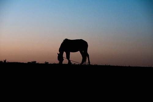 horse silhouette of horse eating grass animal