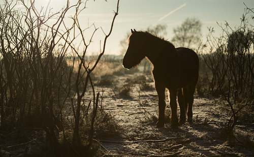 horse silhouette of horse mammal