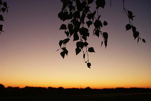 nature silhouette of leaves during golden hour outdoors