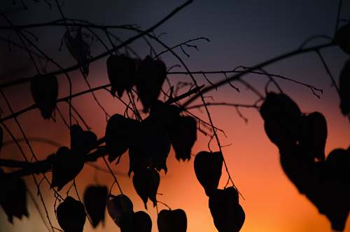 person silhouette of leaves human